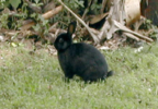 kauaijungelrabbit.png
