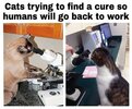 cats search for cure.jpg cats search for cure.jpg
