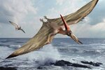 Pterodactyl-facts_b1c1.jpg