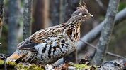 grouse one.jpg