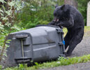 Black Bear.jpg