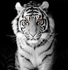 sumatran-white-tiger-ashour-rehana.jpg