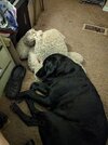 Murphy napping.jpg