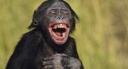 chimp laugh.jpg