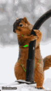 squirrel sexy.gif