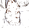 tenor (1).gif