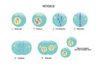 mitosis.jpg