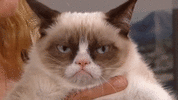 13hZhFPOC0Wxt6.gif