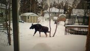 backyardmoose_zpsd199294f.jpg
