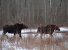two moose.JPG