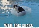 well-this-sucks-cat.jpeg