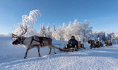 reindeer-ride-2.jpg