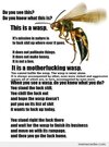 Wasp.jpg