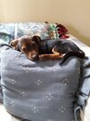 Otis-2.jpg Otis-2.jpg