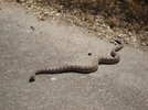 Rattlesnake Small 001.jpg