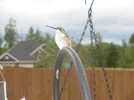 Humming Bird -4.jpg