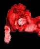 FACEPALM RED LION.jpg