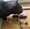 Tele EMGs Quality Control.jpg Tele EMGs Quality Control.jpg