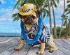 Hawaiian-tourist-dog-1-e1591204959131.jpg