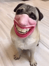 Dog With A Mask.gif