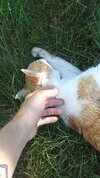 cat res hand.jpg