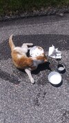 Cat res food.jpg
