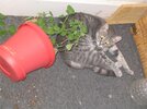 Catnip.jpg