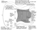 SFG design@100.jpg