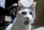 cat.gif