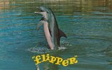 Flipper.jpg