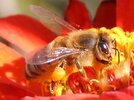 Bee2.jpg