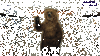 bear.gif
