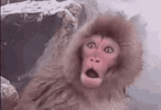 surprise.gif