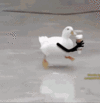 duck-coffee.gif