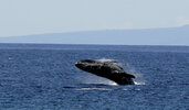 breaching whale@100.jpg