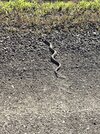 rattle snake.JPG