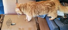 Churro The Inspector.jpg