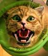 Demon_kitty_scary_face_teeth_1460739876.png