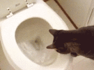 toilet3.gif