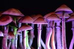 magic mushrooms.jpg