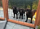 3 Pups.JPG