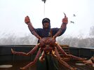 king crab.jpg