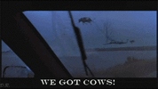 cows.gif