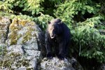 black bear aug.jpg