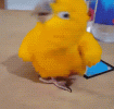 ParrotStrut.gif