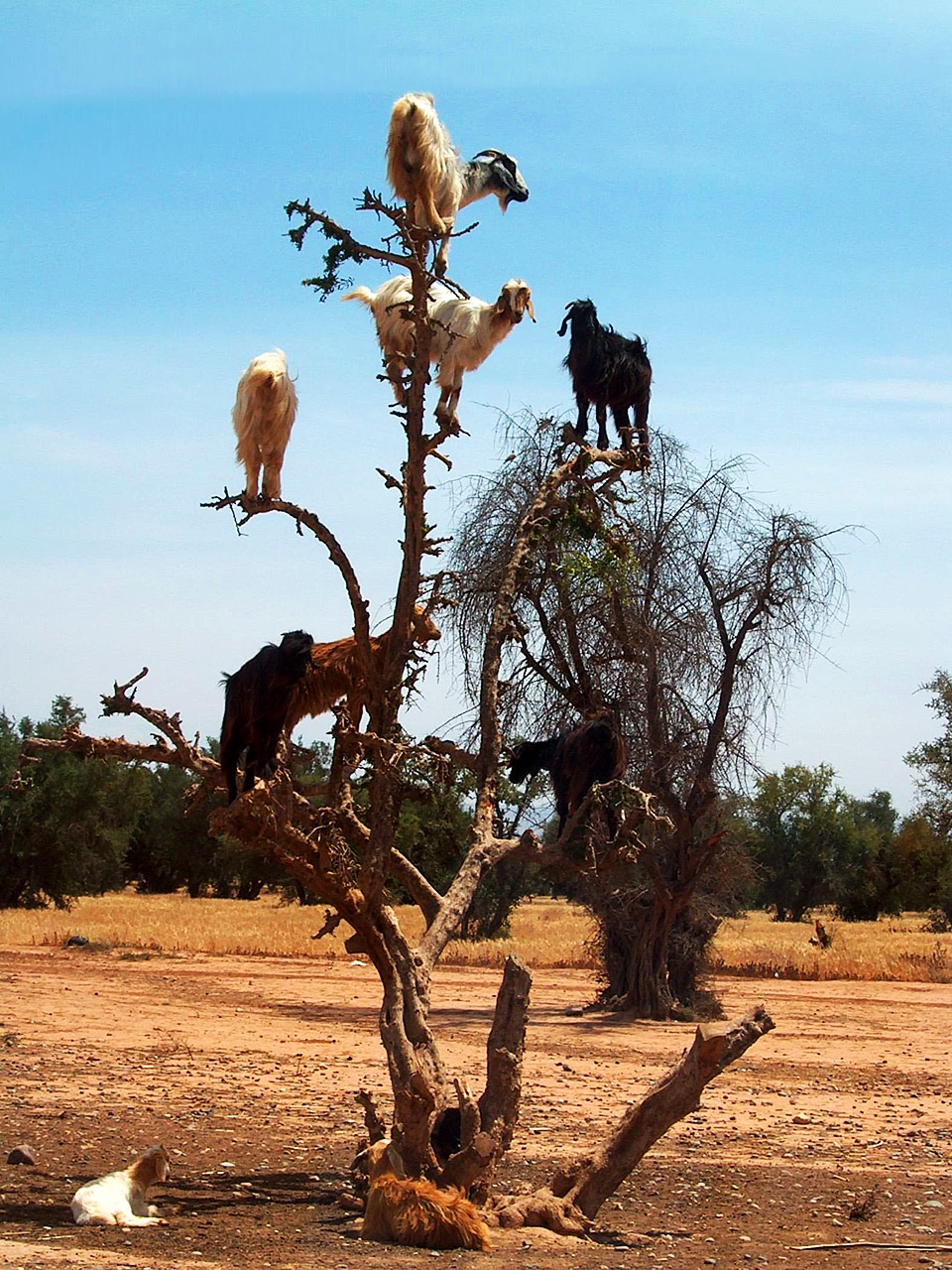 goats-in-trees.jpg