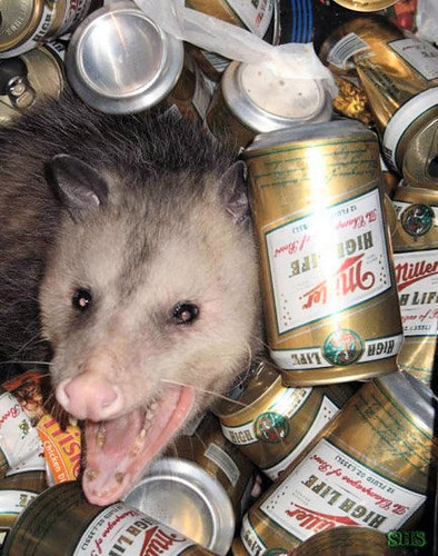 Image result for picture of angry possum