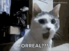 cat-funny.gif