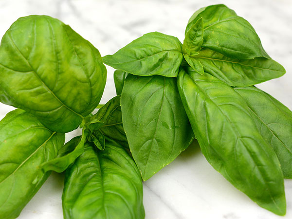 genovese-basil.jpg