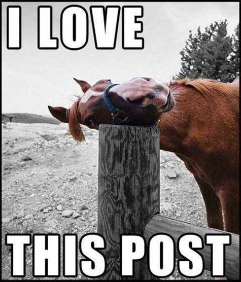 89c0aac3214202736e568fcac922d771--horse-stuff-funny-horses.jpg